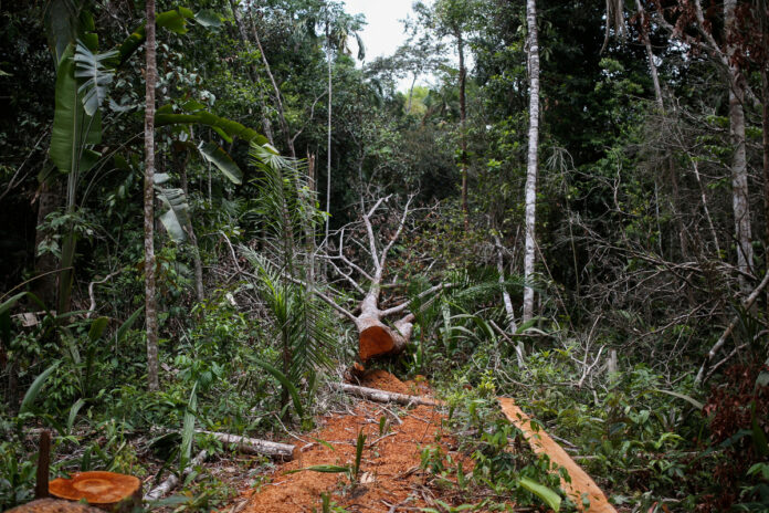 deforestacion en Colombia