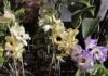 orquídeas en Misiones