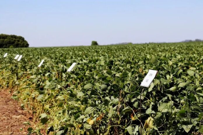 Siembra de soja en San Carlos medidas para el campo
