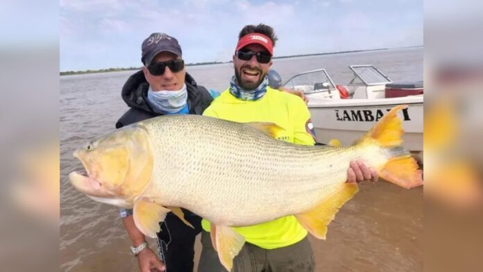 Pescaron un dorado de 25 kilos