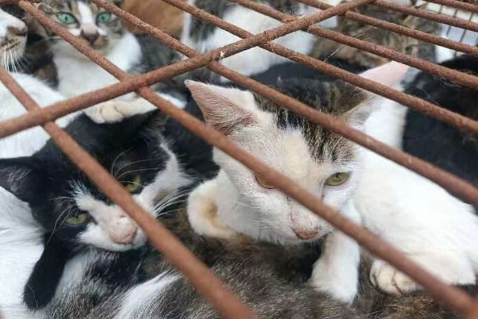 Rescatan a 150 gatos que iba ser comidos