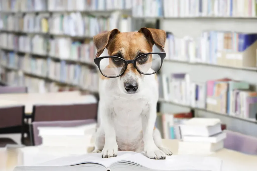 perros más inteligentes