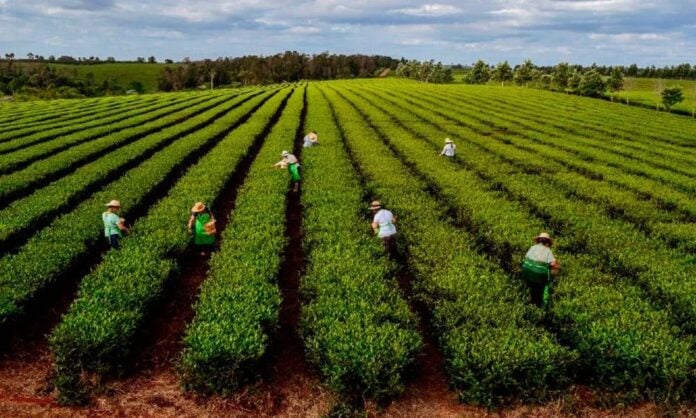 sector tealero sector tealero en Misiones