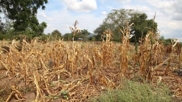 productores afectados por la sequía
