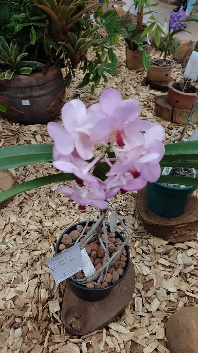 Fiesta Nacional de la Orquídea