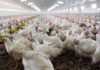 Europa enfrenta la peor crisis de gripe aviar