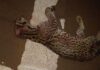 mató a un ocelote adulto sobre la Ruta 12