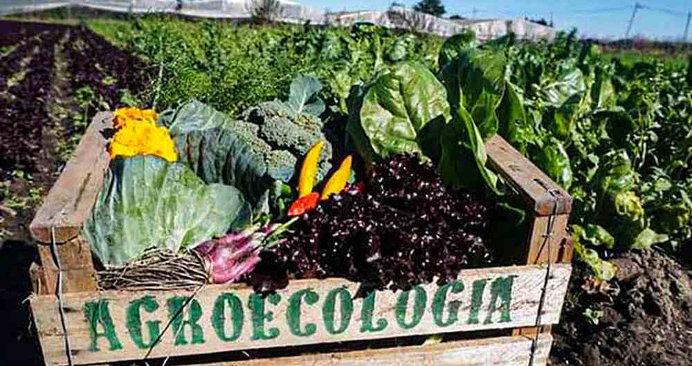 Clases de Agroecología