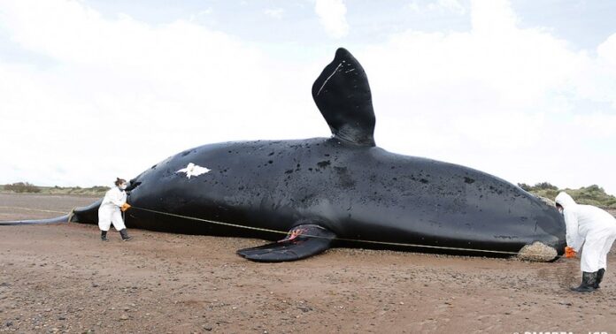 ballenas muertas en el Golfo Nuevo