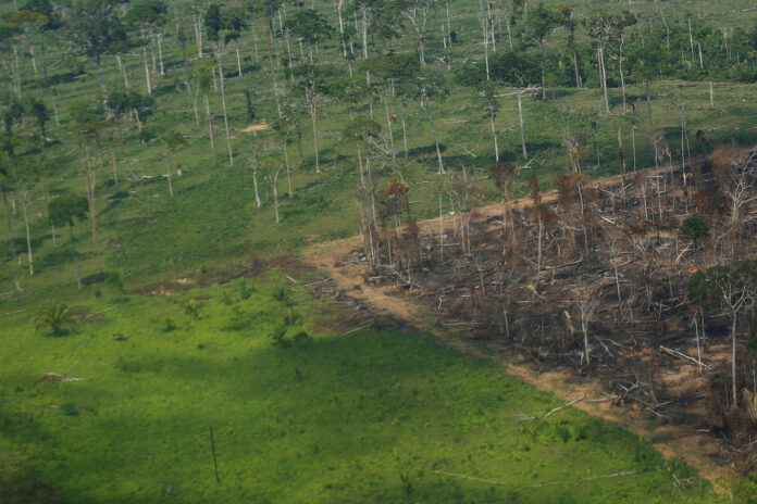 deforestación en la selva amazónica
