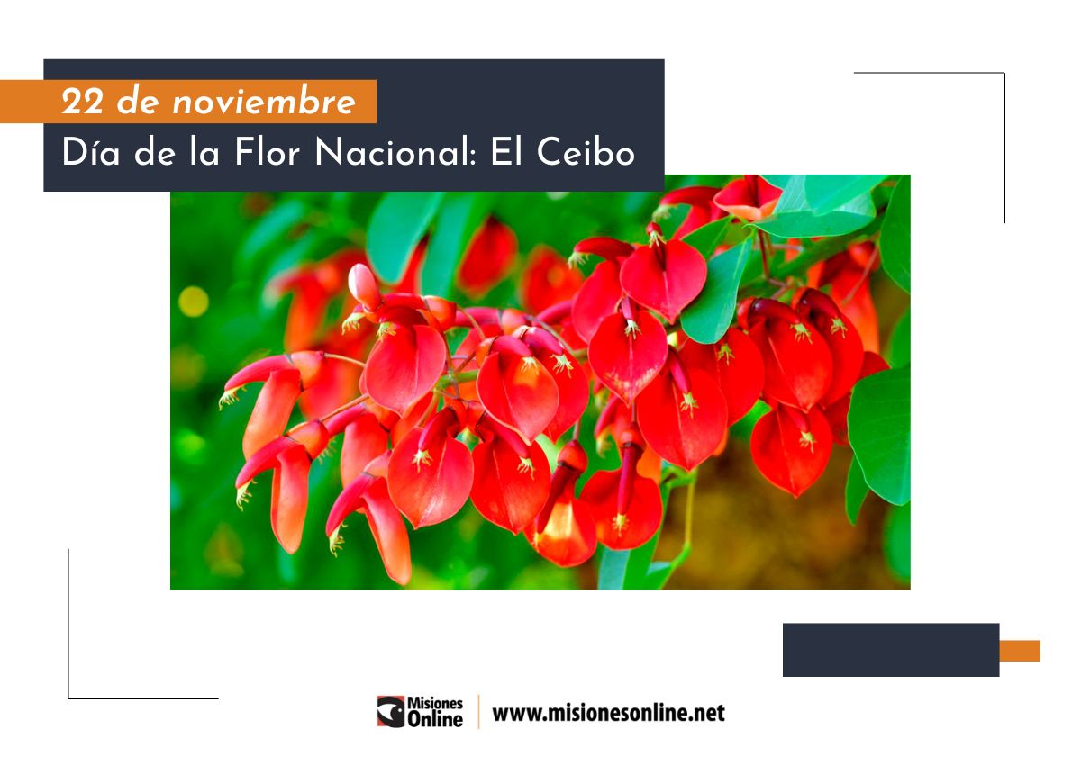 Día de la Flor Nacional, el Ceibo: ¿por qué se recuerda esta fecha?