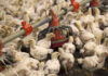 brote de gripe aviar