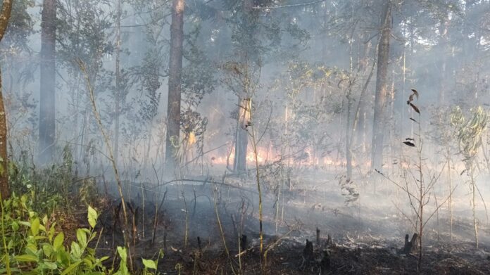 incendio en un pinar en 25 de Mayo
