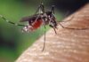 leishmaniasis