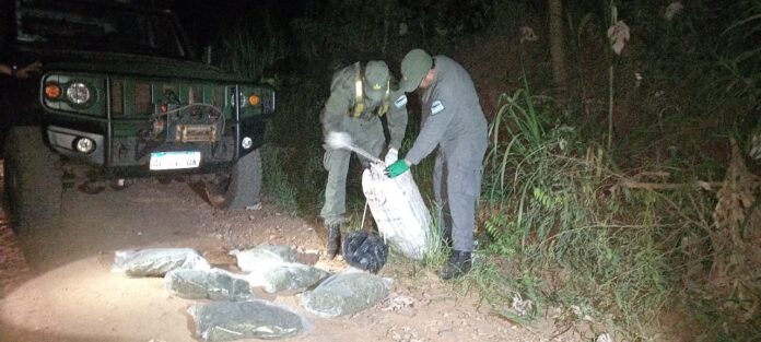 Marihuana en San Ignacio