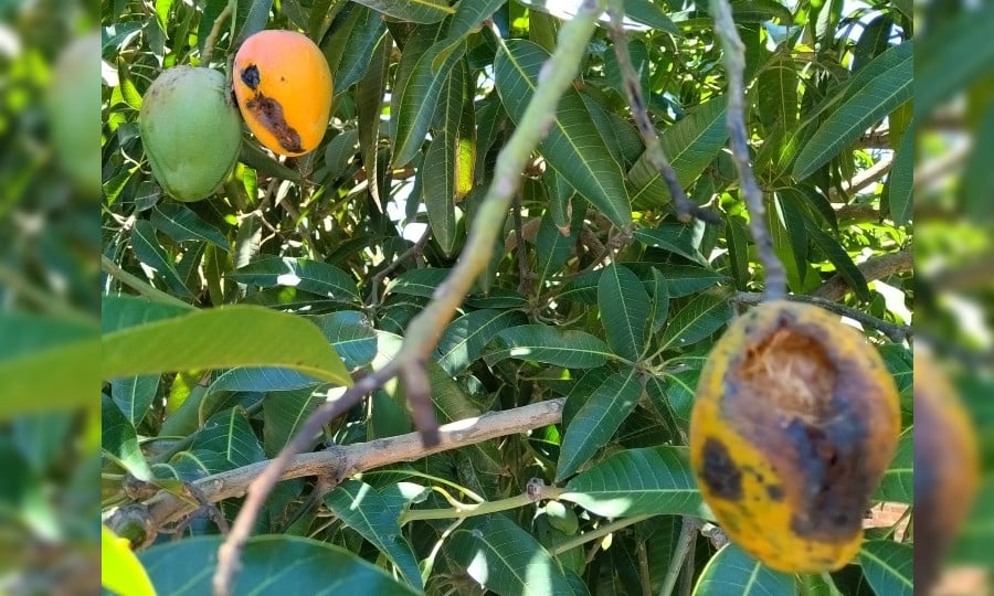 mango en Paraguay