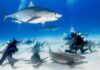 Cuba propone nadar con tiburones toro para incentivar el turismo