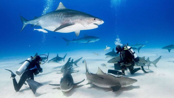 Cuba propone nadar con tiburones toro para incentivar el turismo