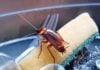 eliminar las cucarachas de la cocina