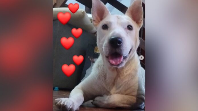 perrita sorda en Posadas