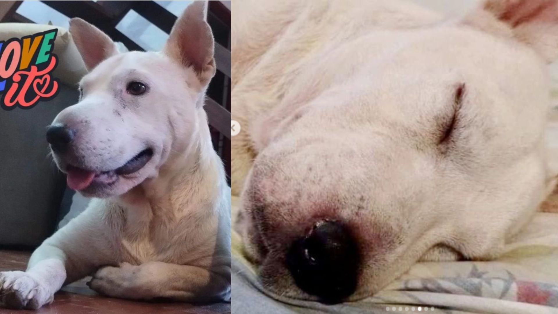perrita sorda en Posadas
