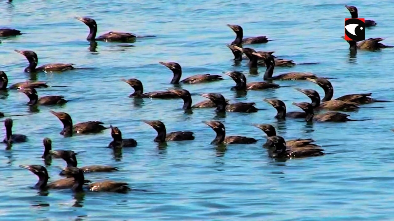Una bandada de patos Mbiguá recorren las aguas del río Paraná en Posadas