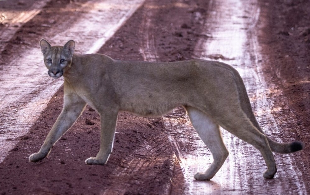 Video | Gato Onza fue registrado en una Reserva Natural de Puerto Iguazú -  MisionesOnline