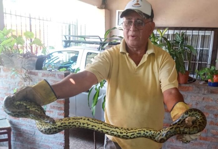 serpiente anaconda apareció en un auto