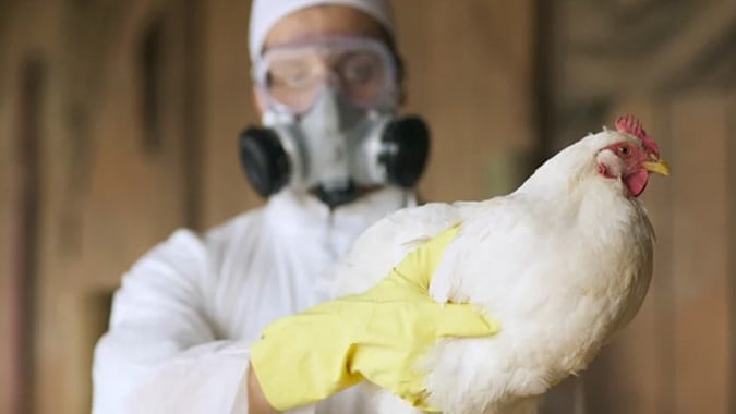 gripe aviar en la Argentina