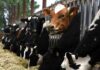 Brasil confirmó un caso de vaca loca