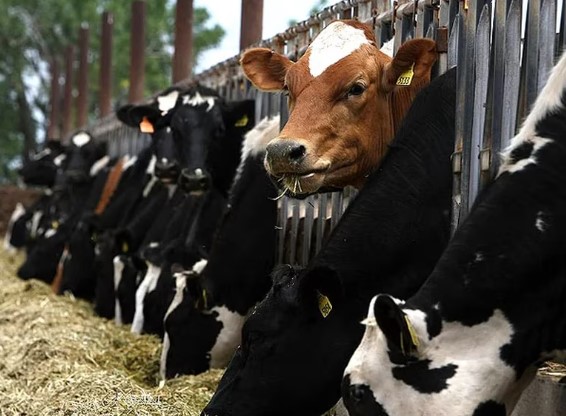 Brasil confirmó un caso de vaca loca