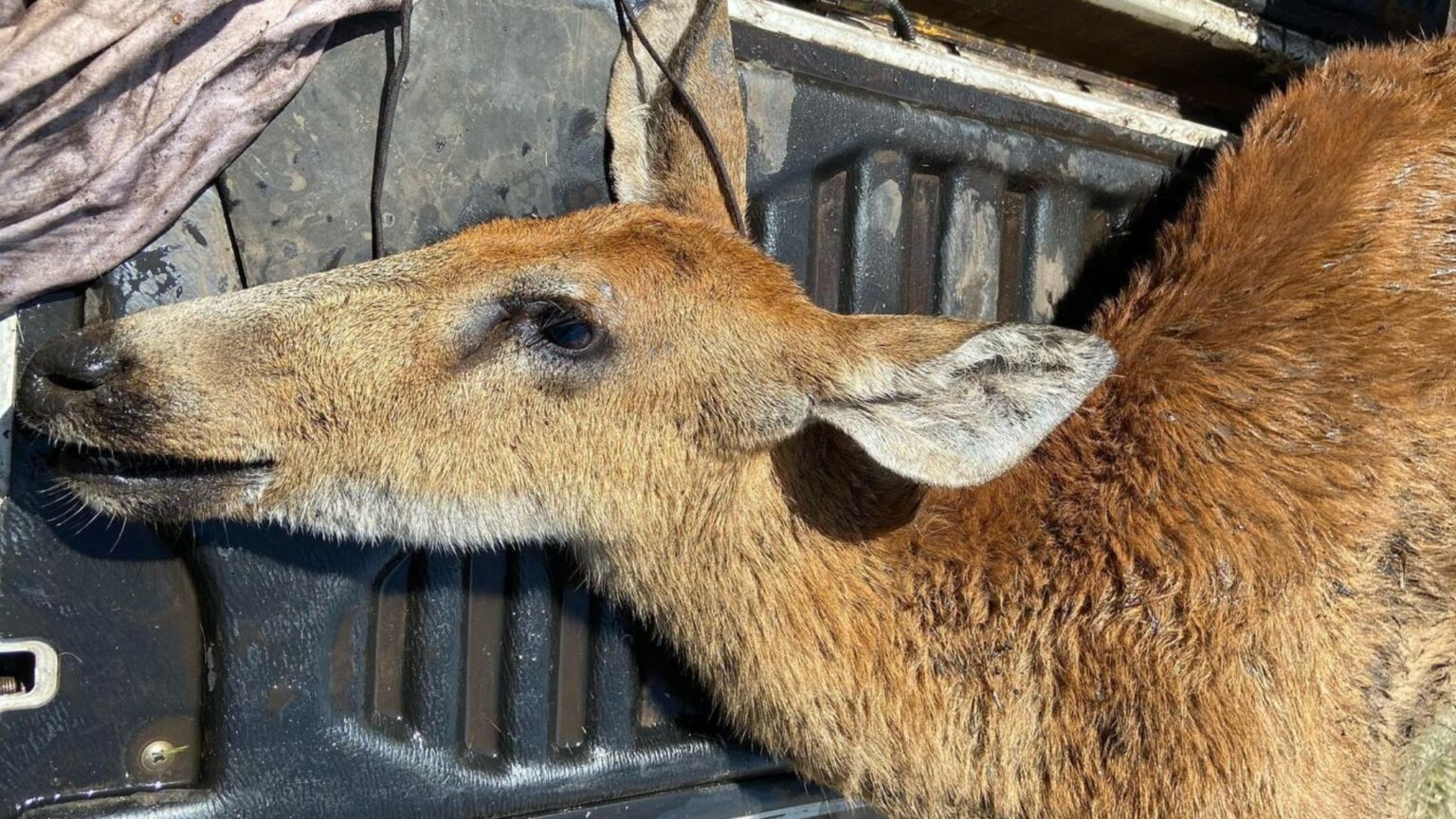 “Por favor dejen de prender fuego”: Las estremecedoras imagenes de un ciervo agonizante que no resistió a los incendios en los Esteros del Iberá