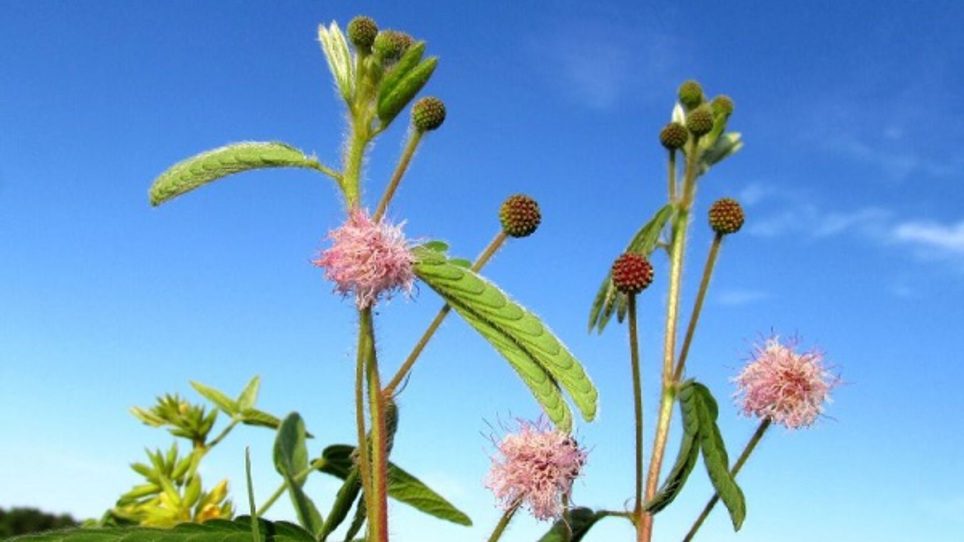 Mimosa Serra, la nueva flor nativa que fue descubierta en la provincia de  Misiones