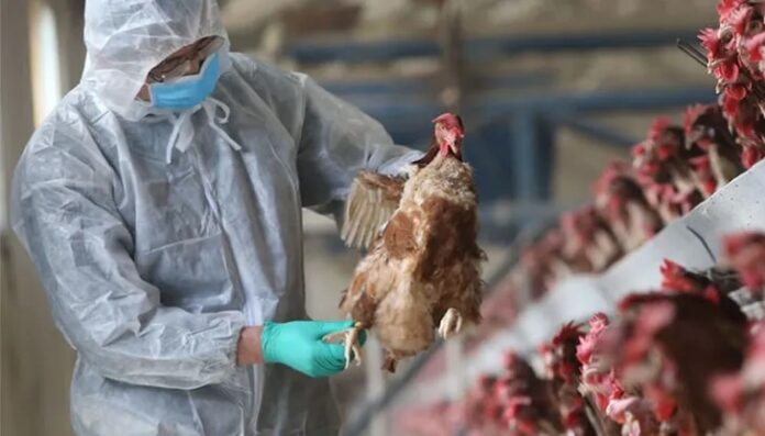 Gripe aviar en Argentina