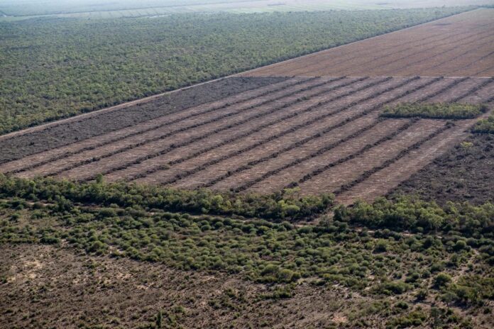 Deforestación documentada en junio de 2022 en Formosa (Foto: Greenpeace Argentina)