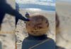 esfera gigante que apareció en la playa de Japón