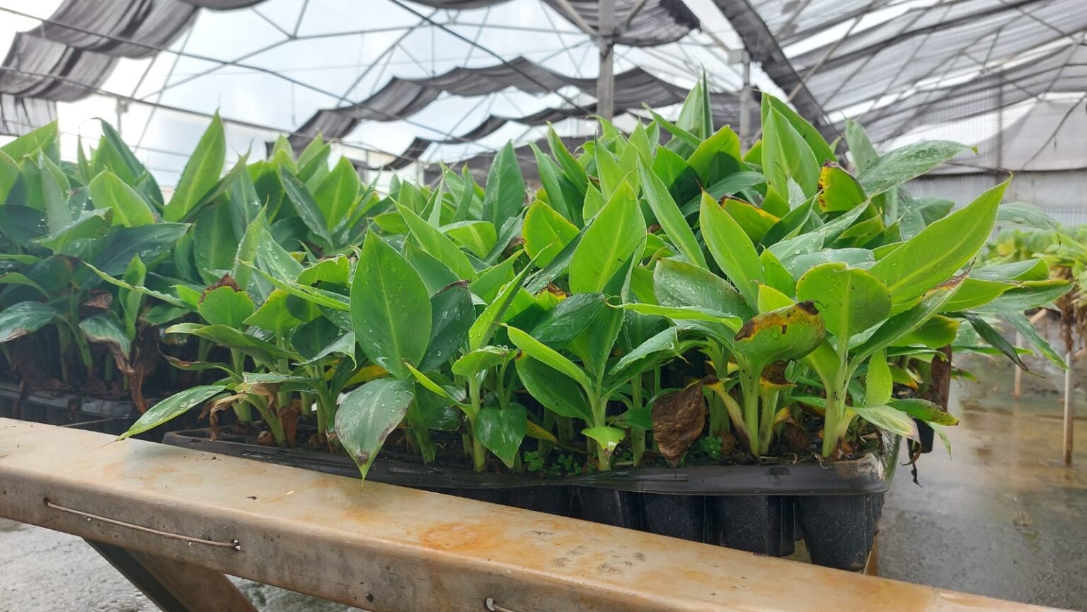 La Biofábrica Misiones apuesta por la producción in vitro de plantines ...