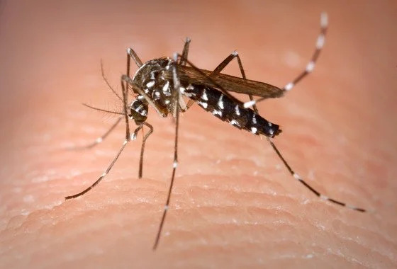 Chikungunya en Misiones