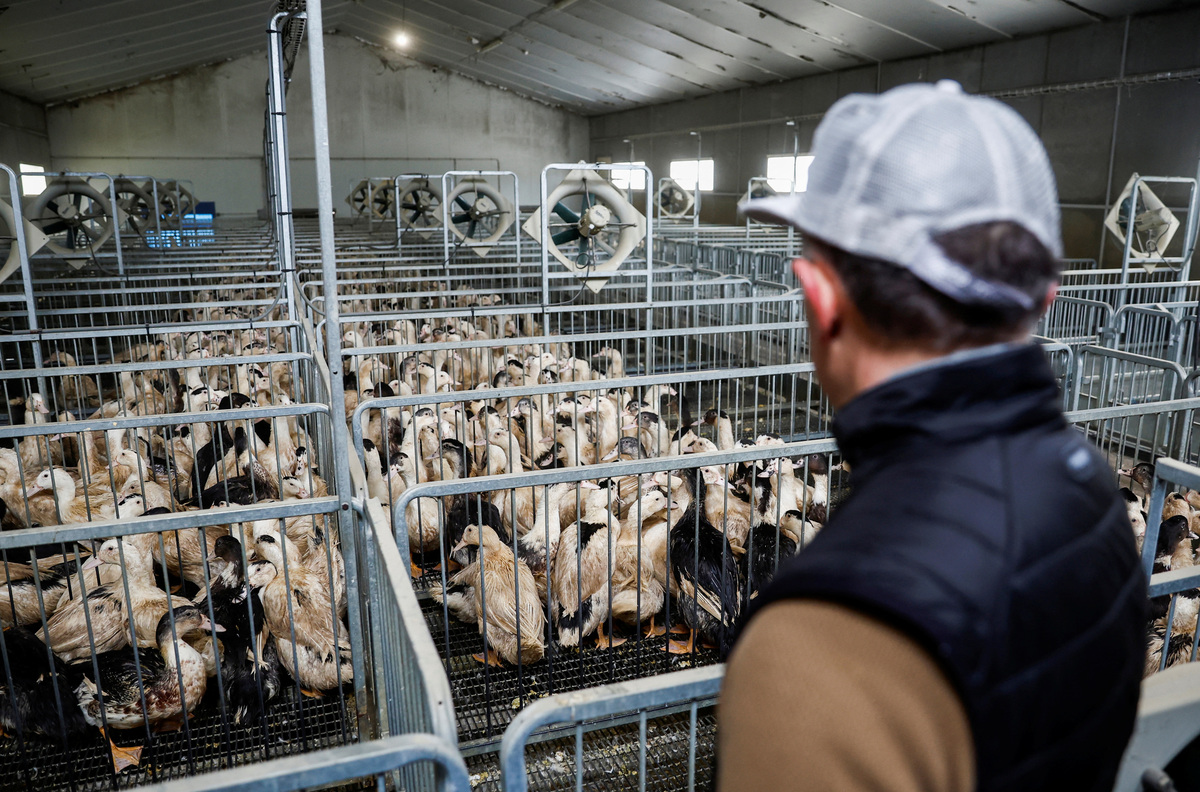 Brote de gripe aviar en Chile