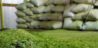 yerba mate