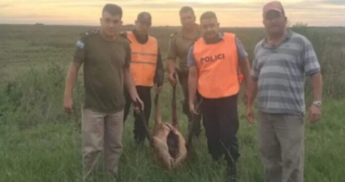 cazadores furtivos