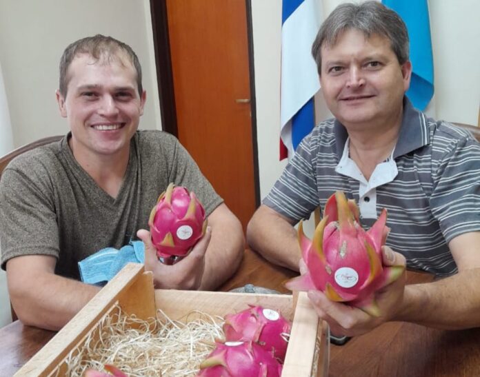 Fruta del Dragón