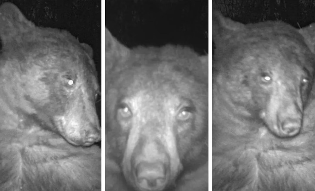 un oso se sacó 400 selfies.