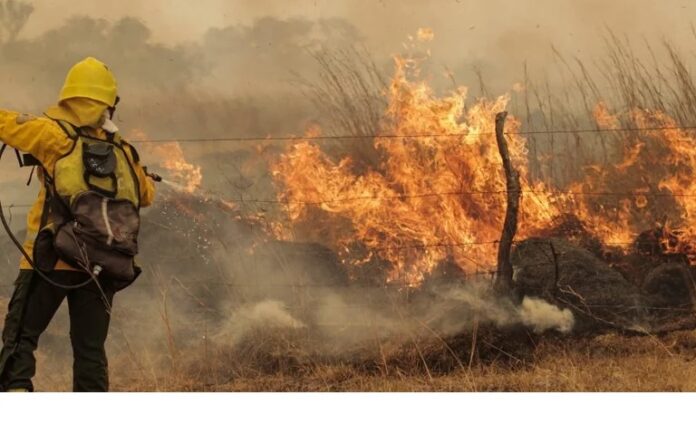 Denuncian que incendios en el Iberá son intencionales.