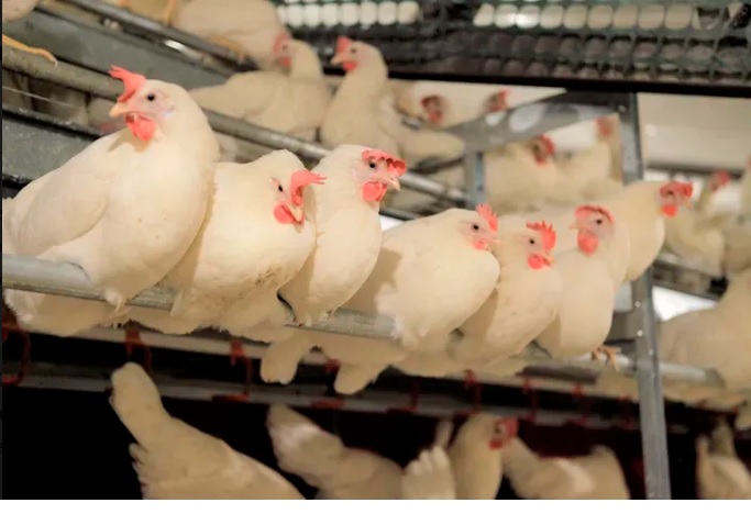 Gripe aviar en Corrientes