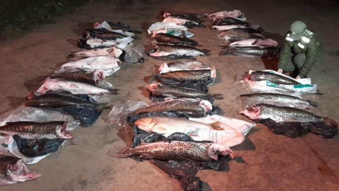 incautaron 31 pescados