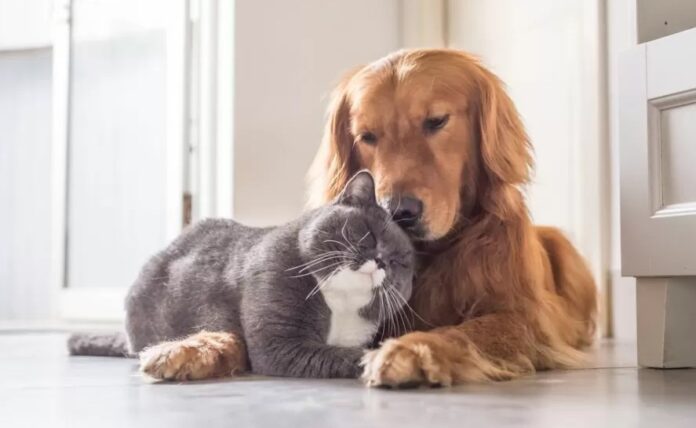 Día del Animal