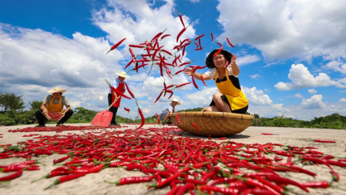 Aldeanos secan pimientos en el poblado Baodong de la prefectura autónoma Qiandongnan de las étnias miao y dong, en la provincia suroccidental china de Guizhou, China, el 13 de agosto de 2022. (Foto: Hu Panxue/Xinhua)