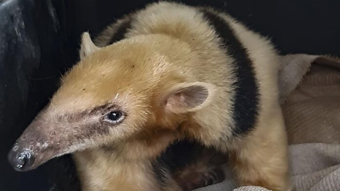 Oso melero rescataron a un oso melero