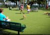 Animal World parque para perros en Posadas